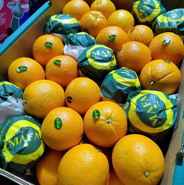 Cam Ai Cập MaFa 400k