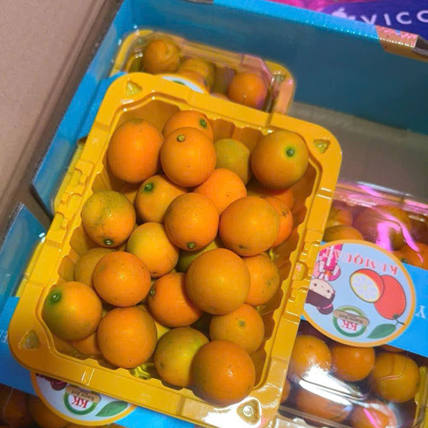 Kim quất - Kum quất - 300k 1 thùng