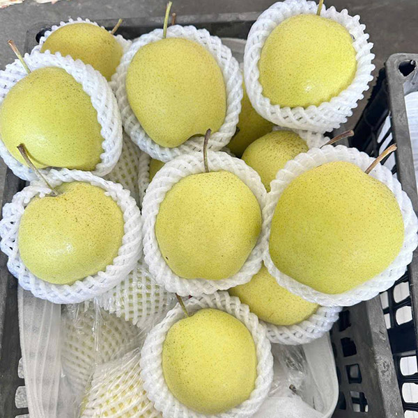 Lê đá rổ - 250k