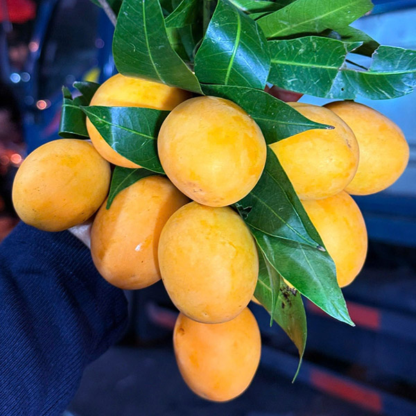 Thanh trà rổ 17kg 60k -1kg Từ 3 rổ giá 55k