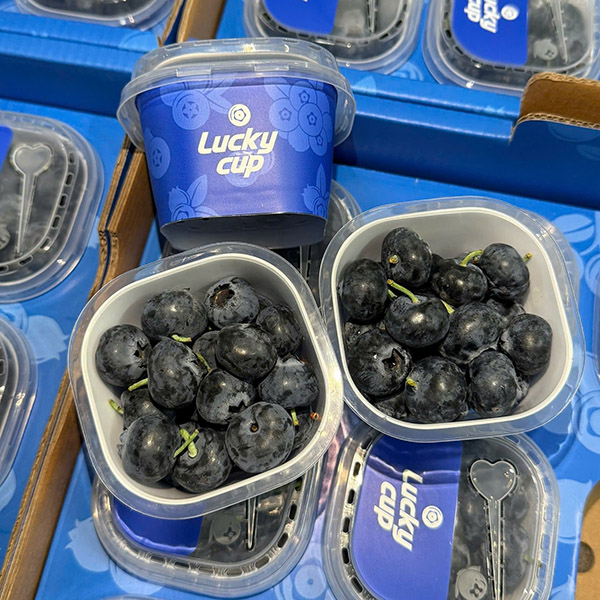 Việt quất 12 hũ - 450k Sỉ sl 400k