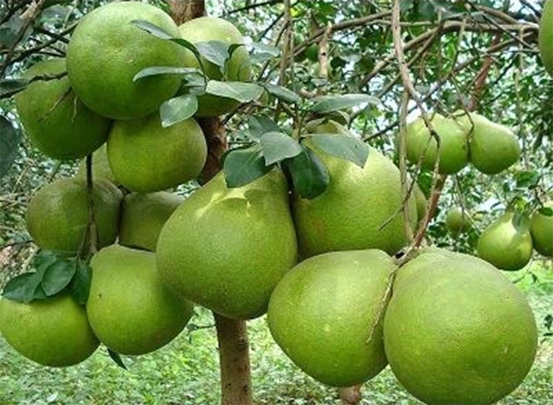VỰA BƯỞI TÂN TRIỀU